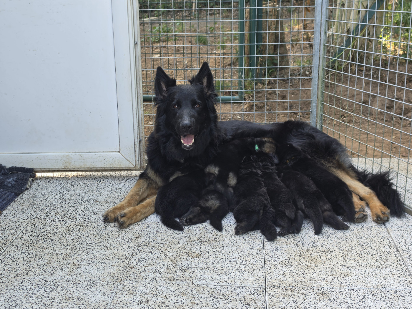 Chiot Berger Allemand Poil Long De La Forêt D'Aiglcalhek