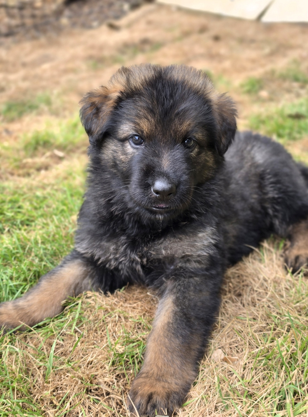 De La Forêt D'Aiglcalhek - Chiots disponibles - Berger Allemand Poil Long