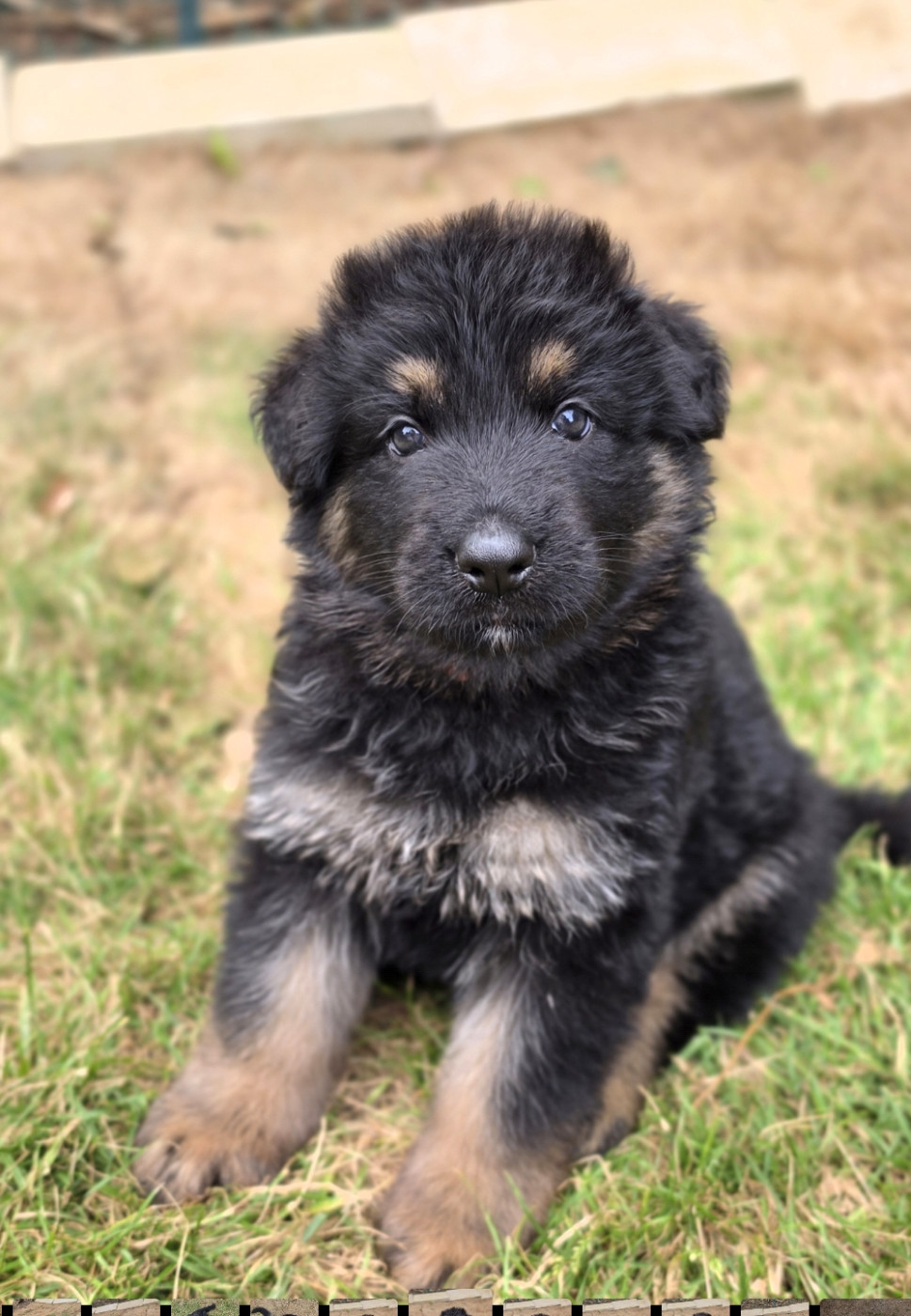 De La Forêt D'Aiglcalhek - Chiots disponibles - Berger Allemand Poil Long