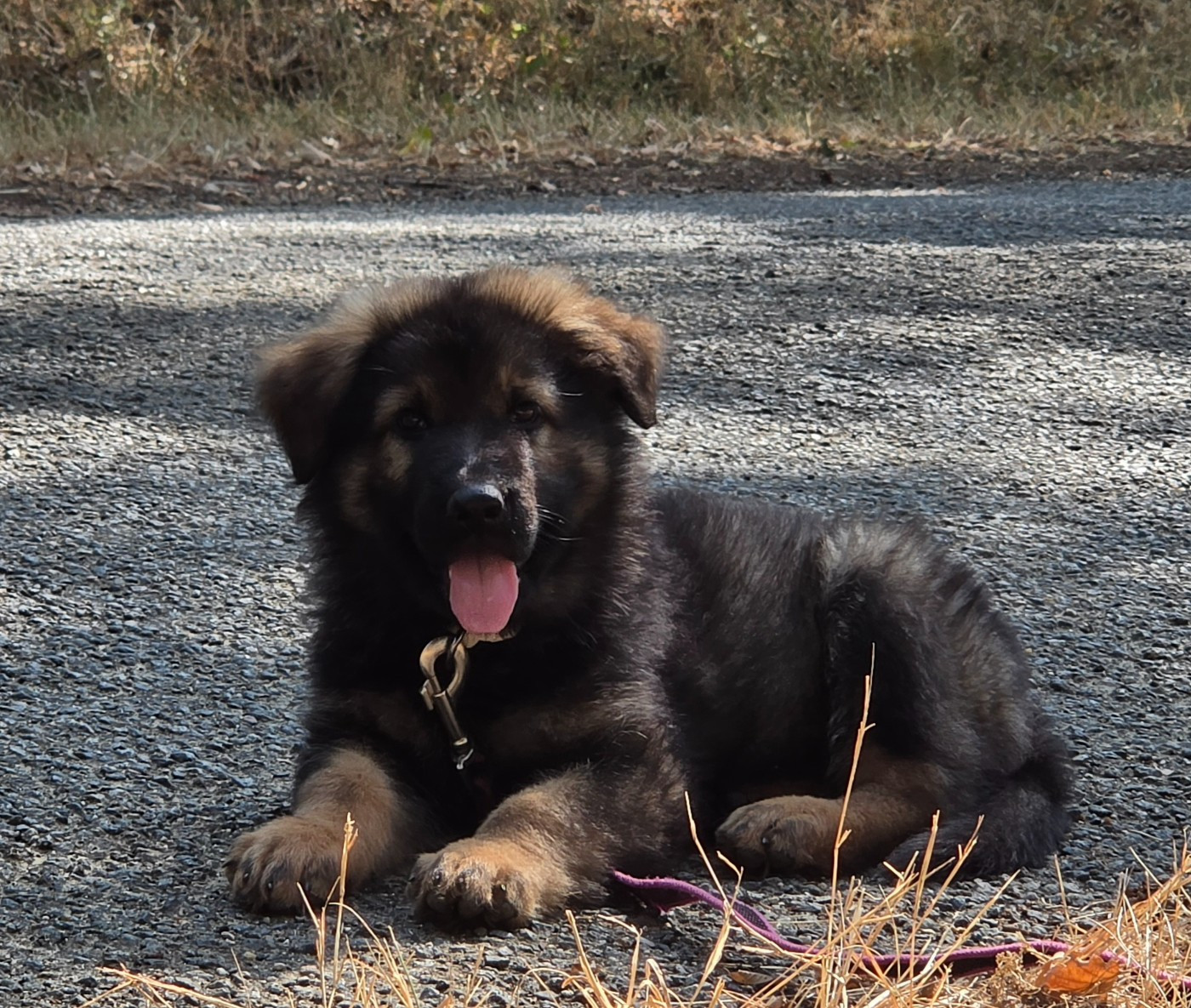 De La Forêt D'Aiglcalhek - Chiots disponibles - Berger Allemand Poil Long
